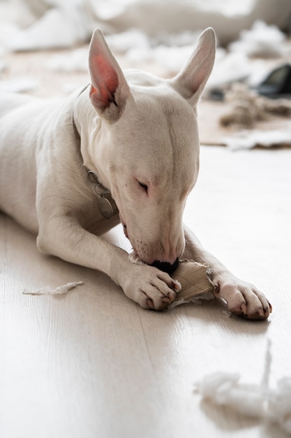 Foto gratuita cane cattivo di vista laterale che fa un casino