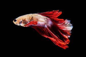 Side view beautiful betta fish isolated black background