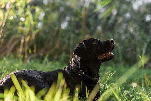 Side view of black labrador in meadow