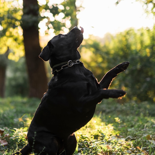 Free photo side view of a black labrador retriever leaping in forest