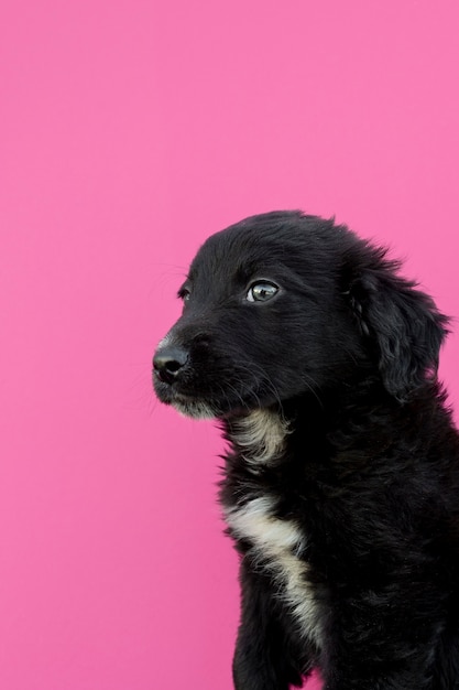 Side view black puppy on pink background
