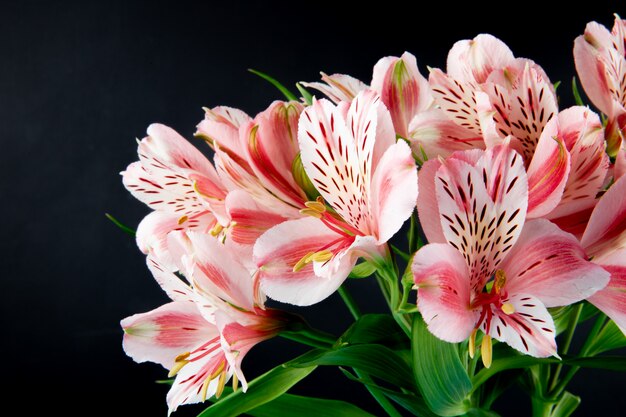 Side view of a bouquet of pink color alstroemeria flowers isolated on black background