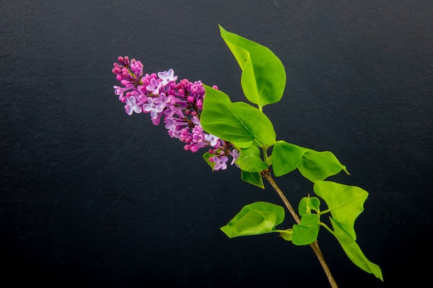 Side view of a branch of lilac flowers isolated on black background with copy space