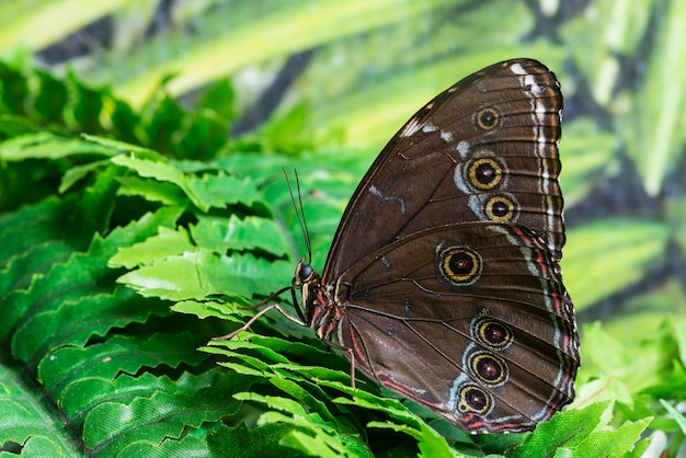 Side view brown butterfly in tropical habitat