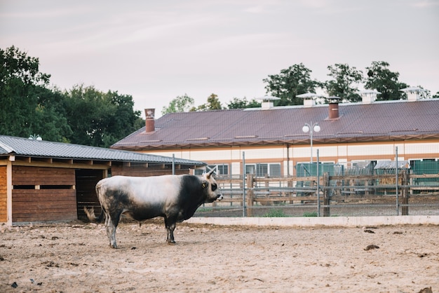 Side view of a bull standing in the barn