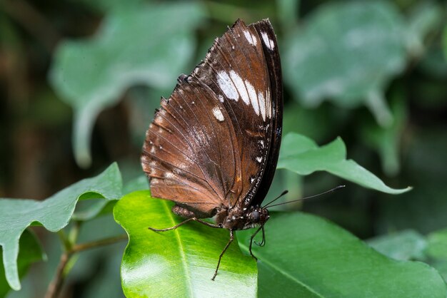 Side view butterfly with foliage background