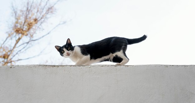 Side view of cat on the wall at the farm