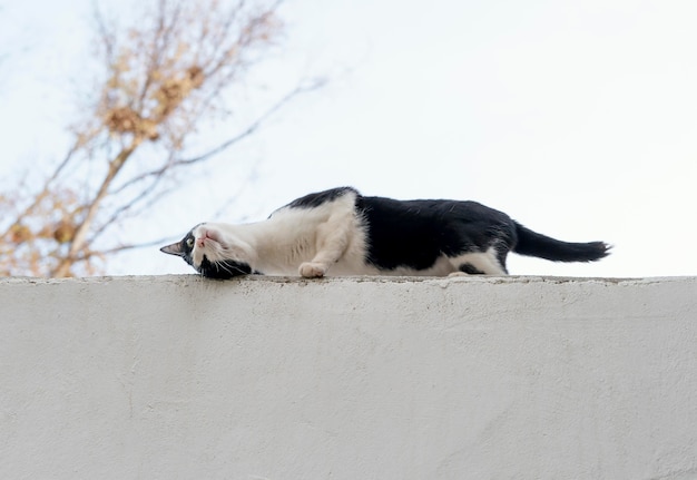 Кошка на стене на ферме, вид сбоку