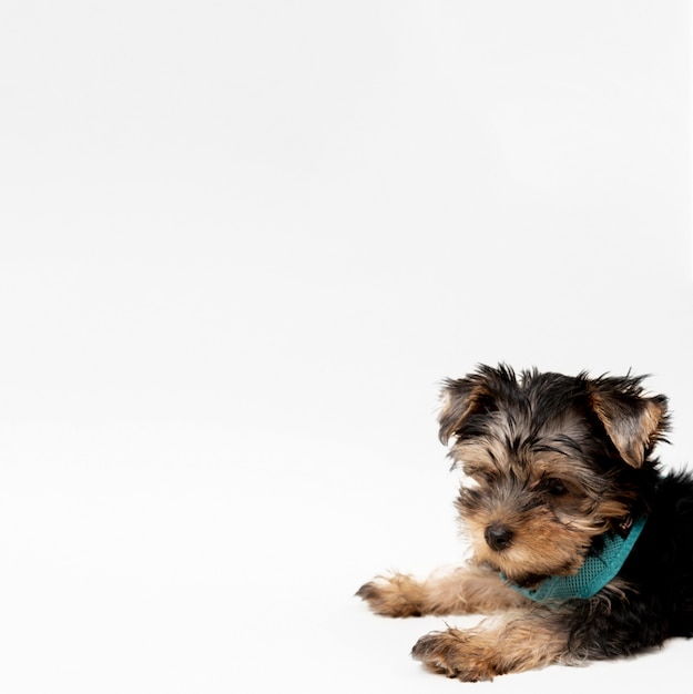 Side view of charming yorkshire terrier puppy with copy space