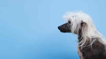 Foto gratuita cane crestato cinese di vista laterale con il fondo dello spazio della copia