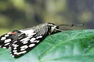 Foto gratuita vista laterale close up farfalla sulla foglia