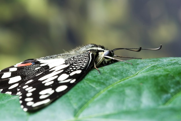 Side view close up butterfly on leaf