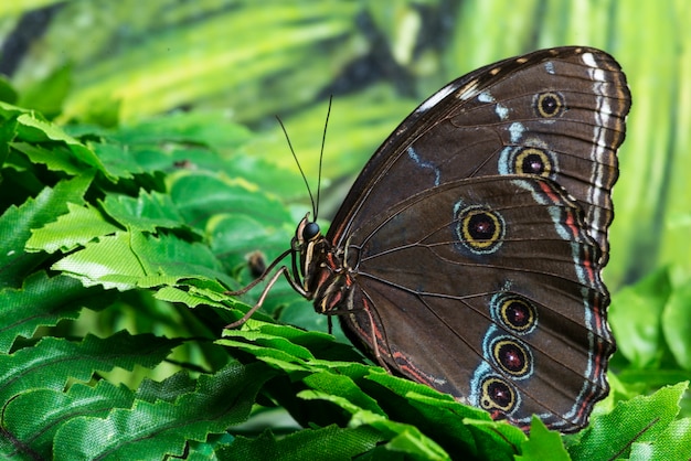 Free photo side view close up butterfly