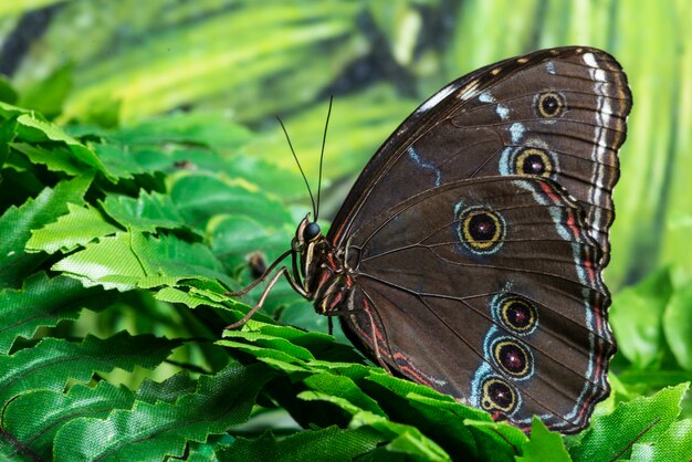 Side view close up butterfly