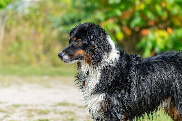 Side view closeup shot of a black and white Australian Shepherd after a swim