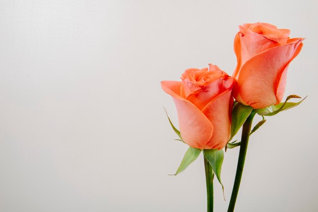 Side view of coral color roses isolated on white background with copy space