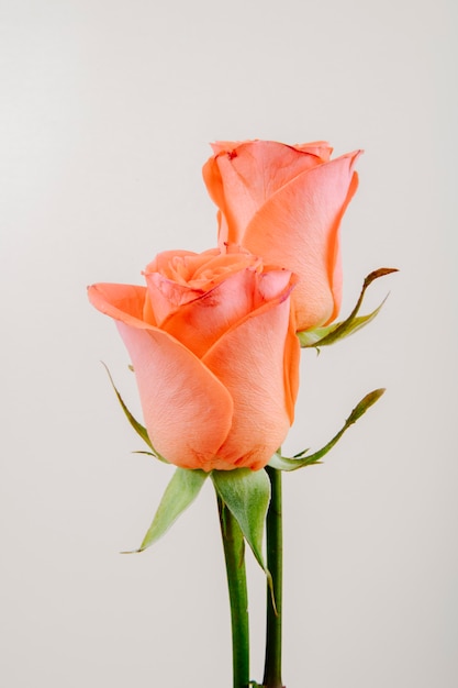 Side view of coral color roses isolated on white background