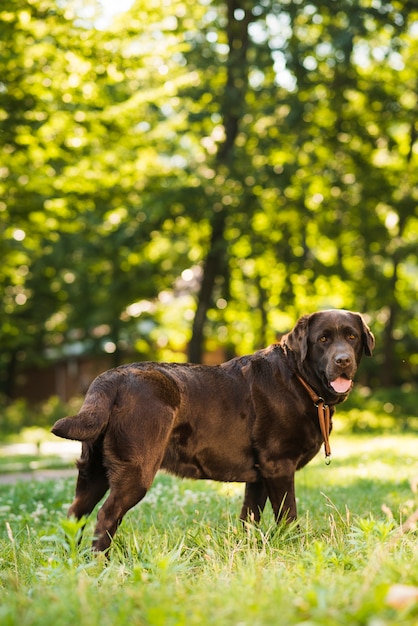 Side view of a cute dog in park