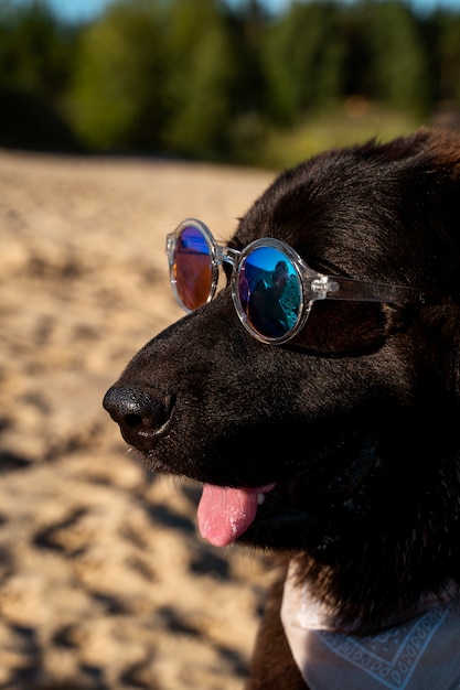 Вид сбоку милая собака в солнечных очках
