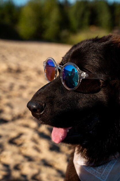 Вид сбоку милая собака в солнечных очках