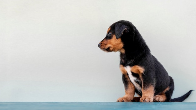 Cane sveglio di vista laterale su fondo bianco