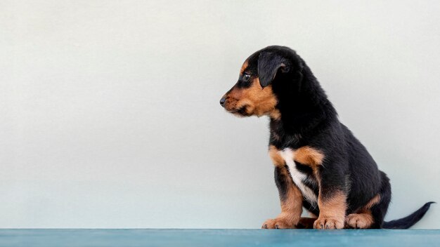 白い背景の上のサイドビューかわいい犬