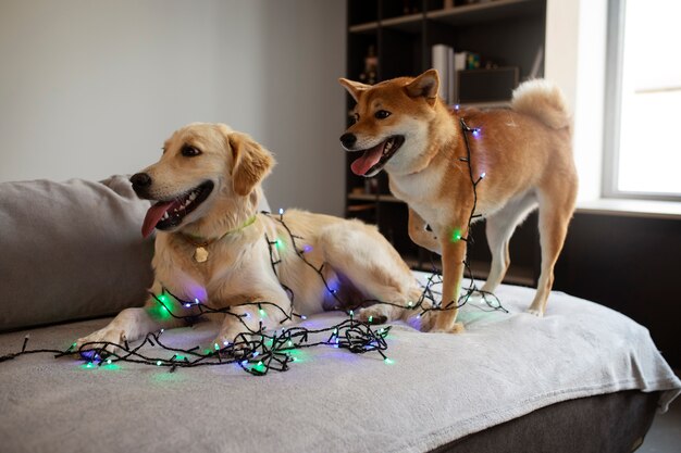 Side view cute dogs with lights on couch