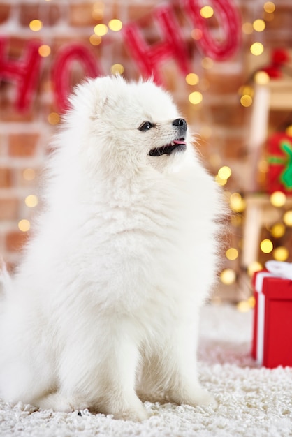 Side view of cute puppy looking up