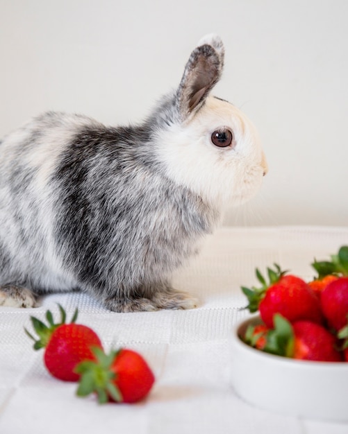 Side view of a cute rabbit and strawberries