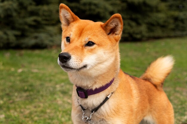 Side view cute shiba inu dog