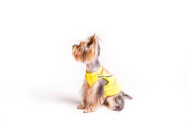 Foto gratuita vista laterale del simpatico yorkshire con cappotto giallo isolato su sfondo bianco