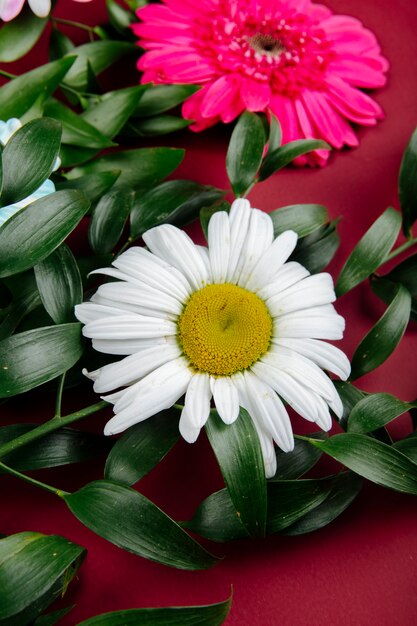 Side view of daisy and gerbera flowers with ruscus on red background