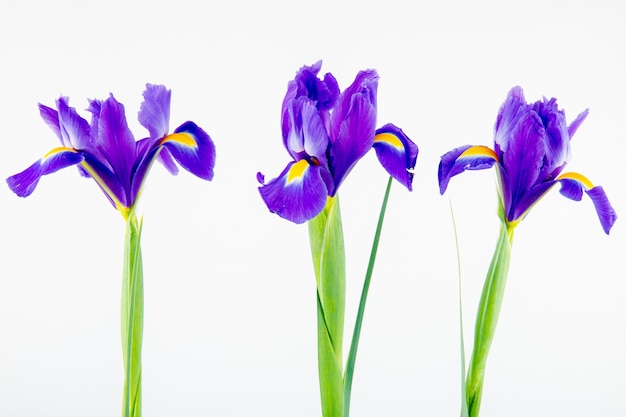 暗い紫色のアイリスの花が白い背景で隔離の側面図