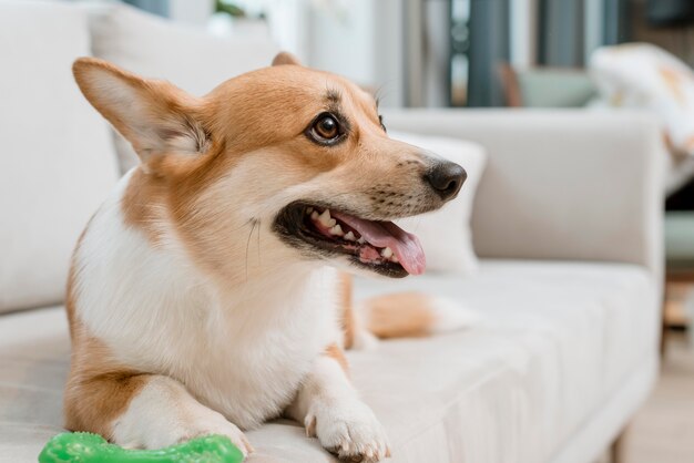 おもちゃで自宅のソファの上の犬の側面図