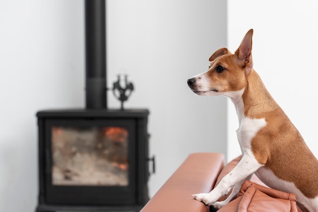 Side view of dog on couch with defocused fireplace
