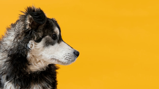 Free photo side view dog looking away on yellow background