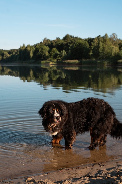 Free photo side view dog playing in water