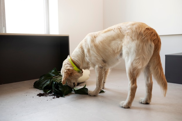 Бесплатное фото Собака, вид сбоку, играет с растением