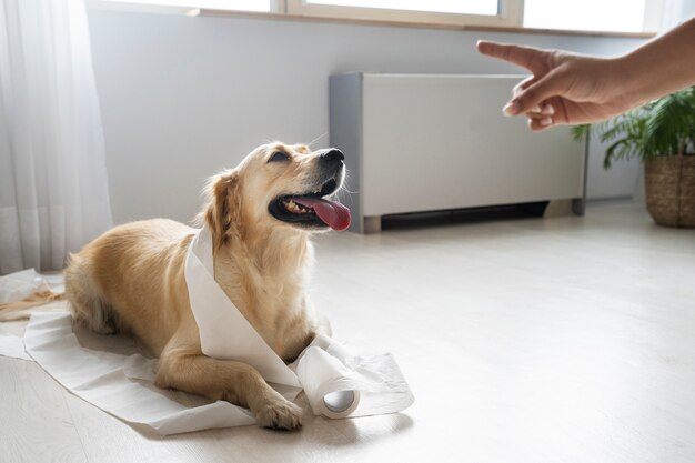 Side view dog playing with toilet paper