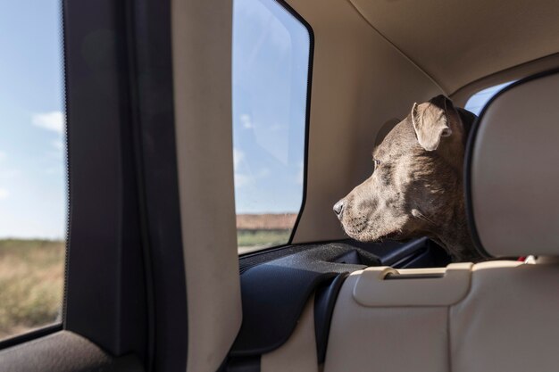 Side view dog staying in a car while traveling with its owners