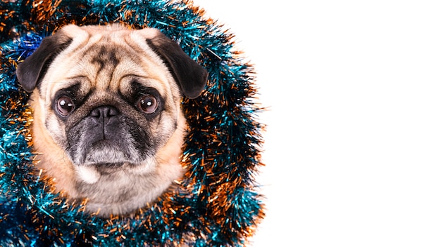 Side view dog with christmas decorations on his neck