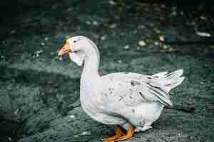 Free photo side view of duck on the farm