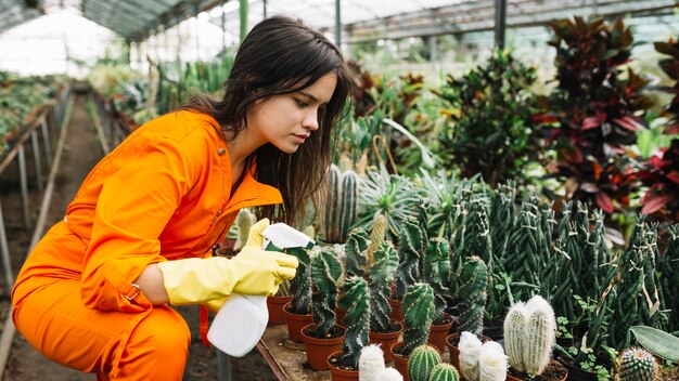 Side view of a female gardener spraying water on succulent plants