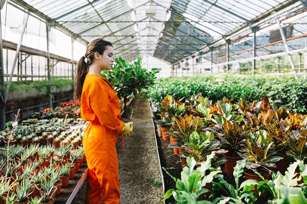 Side view of a female gardener with potted plant in greenhouse