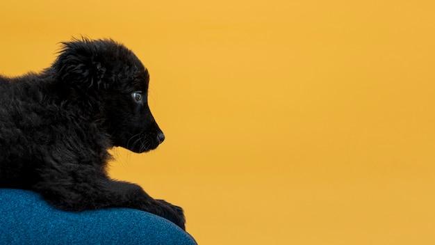 Вид сбоку пушистая черная собака с копией пространства