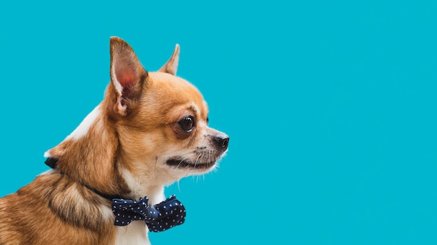 Вид сбоку дружелюбная собака с синим бантом копией пространства