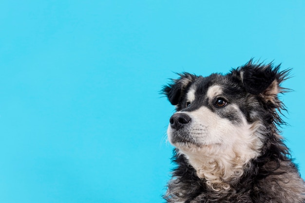 Foto gratuita cane simile a pelliccia di vista laterale su fondo blu