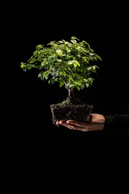 Side view gardener holding little tree