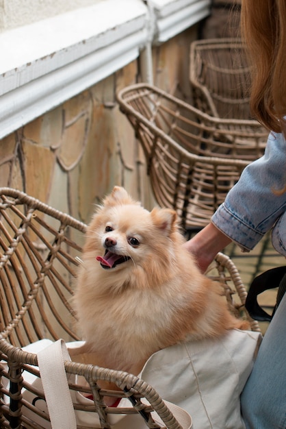 側面図の女の子のふれあい犬