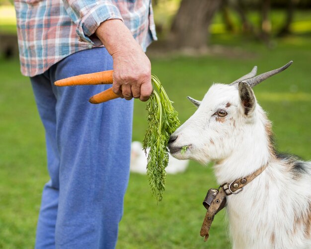 Side view goat eating carrots